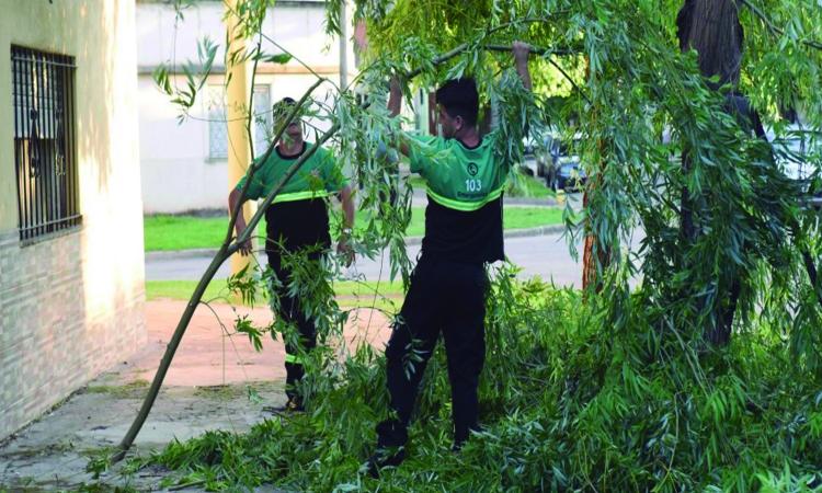 Tormenta en Rosario: ráfagas de hasta 68 km/h, árboles caídos y daños en distintos barrios