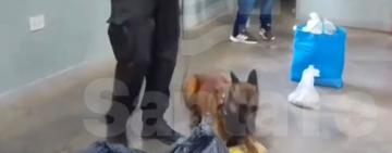 Controles en cárceles: detectaron marihuana y cocaína ocultas entre pertenencias de visitantes al penal de Las Flores