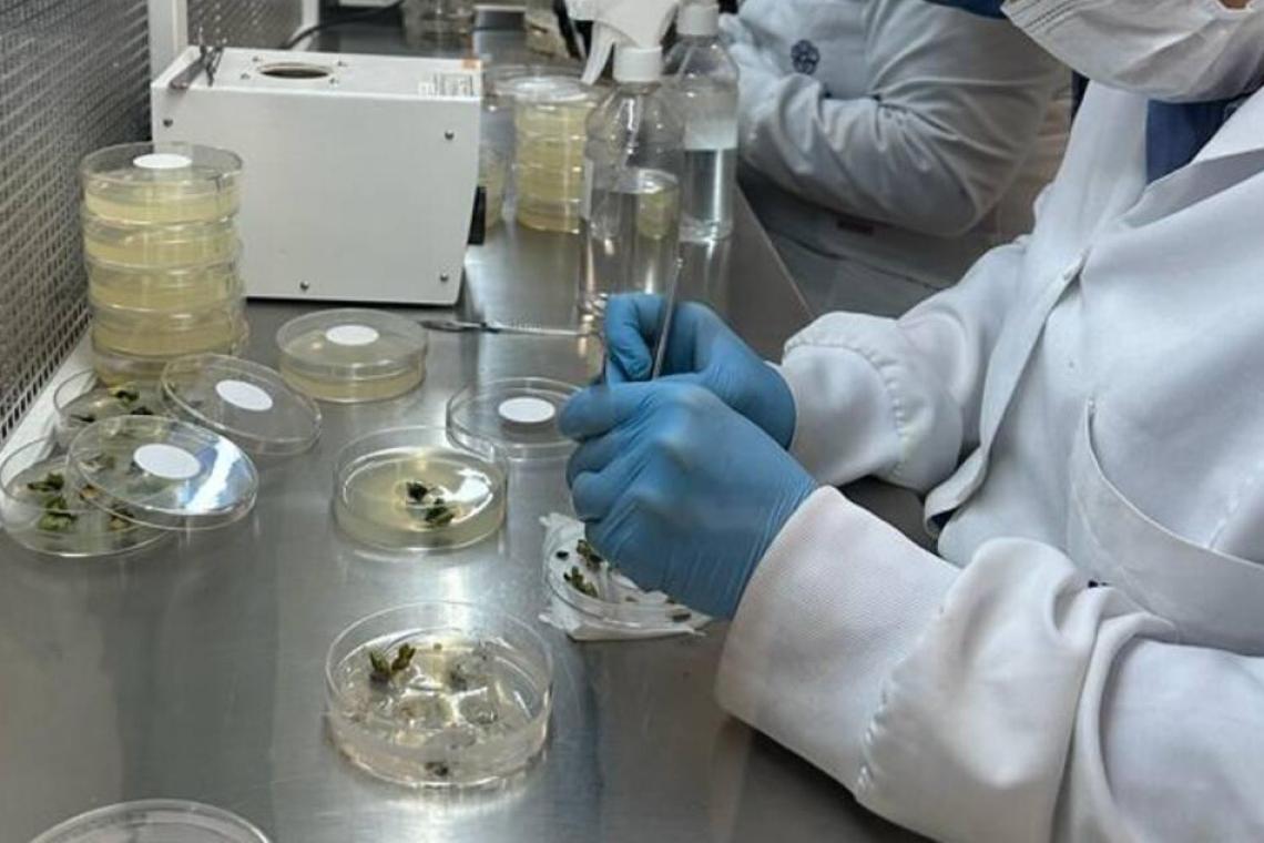 El Gobierno refuerza la protección de semillas y proyecta exportaciones por más de US$4.000 millones adicionales al año