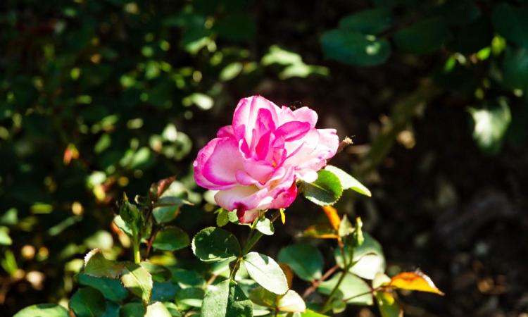 La Escuela Municipal de Jardinería abre la inscripción a talleres gratuitos de poda de rosales