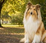 Día Mundial del Perro: una jornada para celebrar su amor y renovar nuestro compromiso