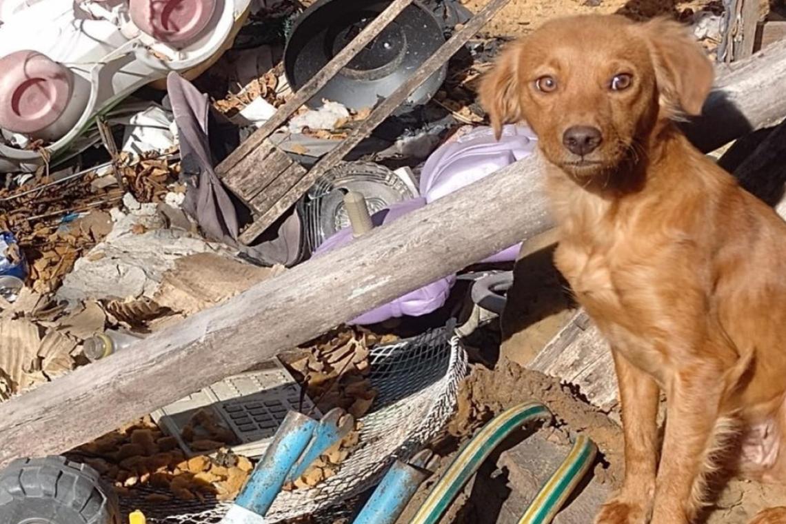 Rosario intervino en 740 casos de maltrato animal durante 2026