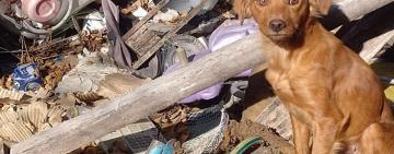 Rosario intervino en 740 casos de maltrato animal durante 2026