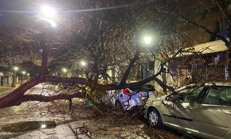 Tormenta en Rosario: múltiples intervenciones por el temporal