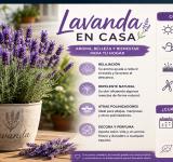 Lavanda en casa: la planta que perfuma, relaja y ayuda a cuidar el hogar