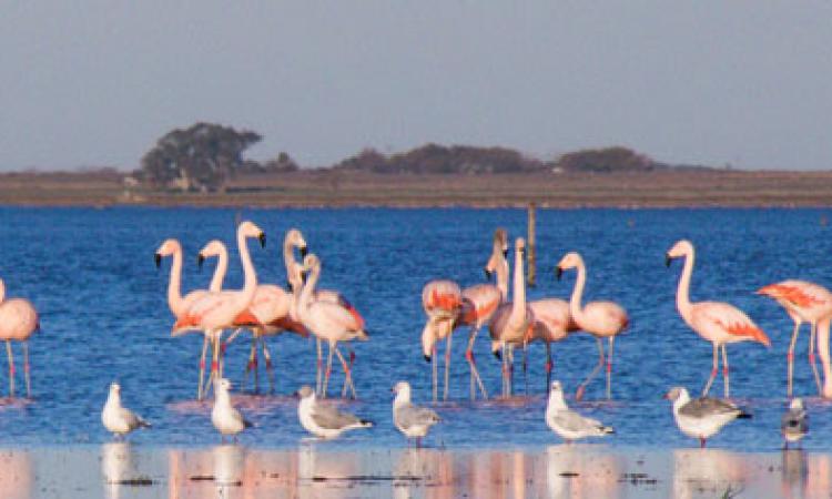 La ruta de los flamencos: un espectáculo natural que invita a recorrer Santa Fe