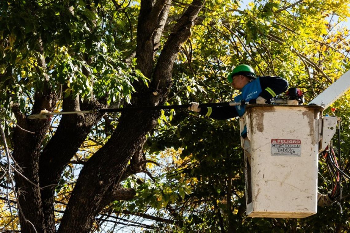 Rosario intensifica el mantenimiento del arbolado público en seis barrios