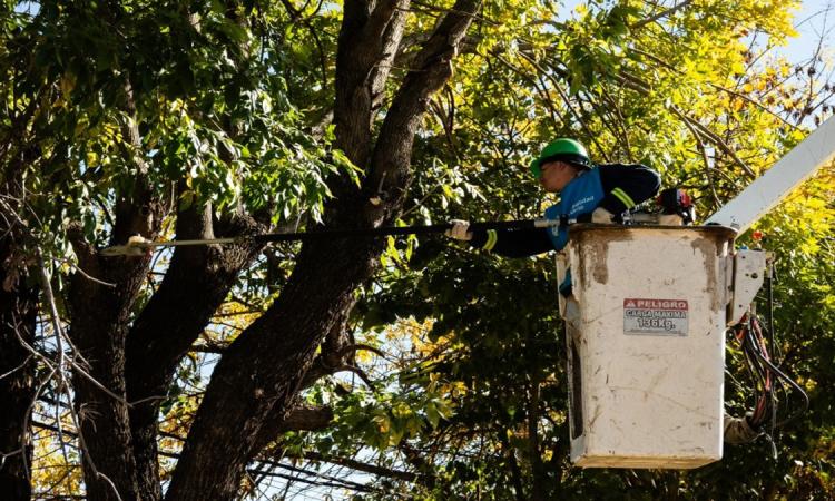 Rosario intensifica el mantenimiento del arbolado público en seis barrios