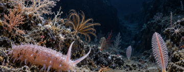 Identificaron 57 nuevas especies marinas tras la expedición al cañón de Mar del Plata