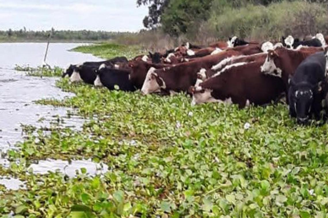 El Paraná alcanzó el nivel de evacuación en Reconquista y Santa Fe reforzó el monitoreo